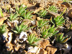 Bulbine wiesei