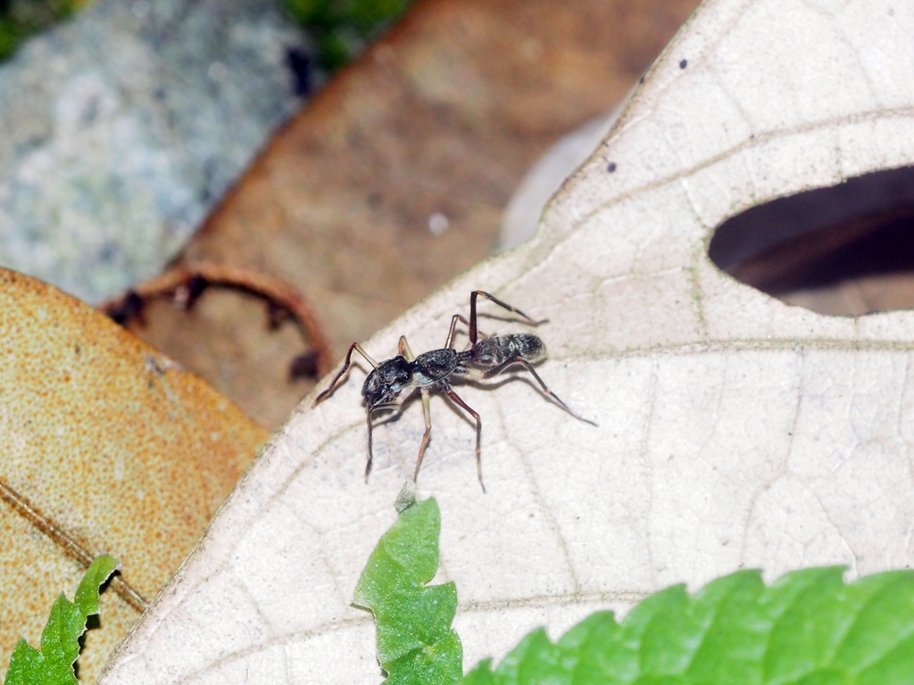 Toxeus grossus