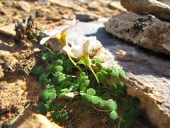 Oxalis lichenoides