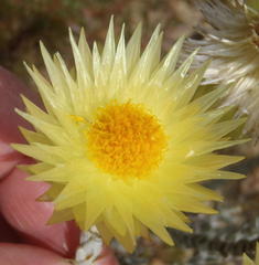 Syncarpha ferruginea