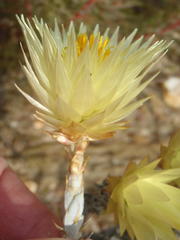 Syncarpha ferruginea