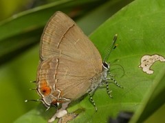 Lamprospilus orcidia