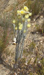 Syncarpha ferruginea