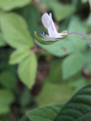 Cleome rutidosperma