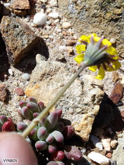 Crassothonna capensis