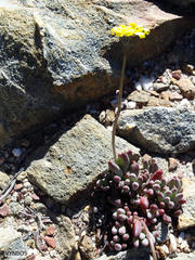 Crassothonna capensis