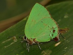 Cyanophrys amyntor