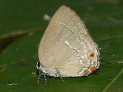 Strephonota