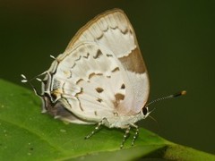 Tmolus cydrara