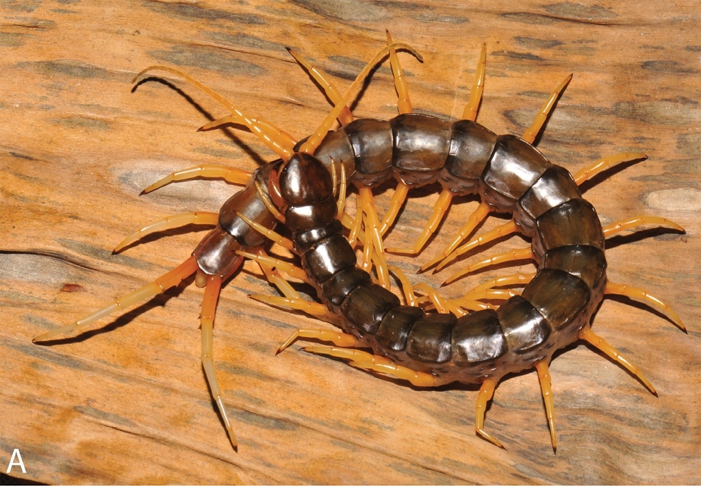 Waterfall Centipede