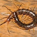 Waterfall Centipede - Photo (c) https://zookeys.pensoft.net, some rights reserved (CC BY-SA)