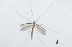 Tipula sayi