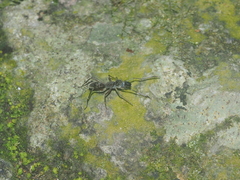 Toxeus grossus