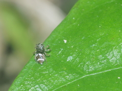 Colyttus