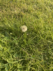 Taraxacum officinale