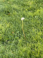 Taraxacum officinale