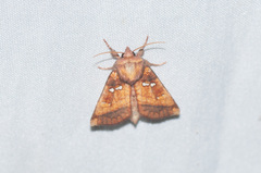 Papaipema leucostigma