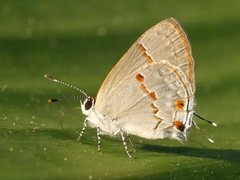 Ministrymon azia