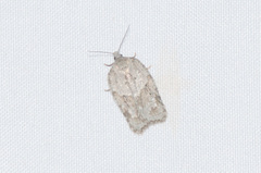 Acleris placidana