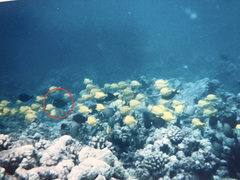 Acanthurus olivaceus