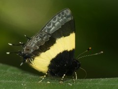 Arzecla taminella
