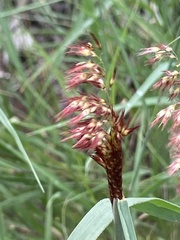 Melinis repens image