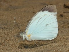 Ganyra phaloe