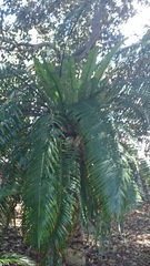 Lepidozamia