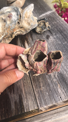 Megabalanus tintinnabulum