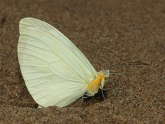 Pseudopieris viridula