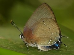 Siderus athymbra