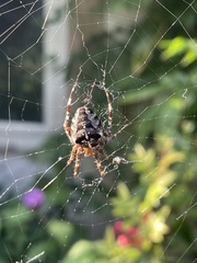 Araneus diadematus