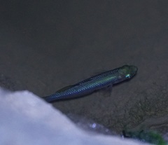 Melanotaenia splendida splendida