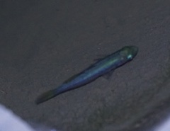 Melanotaenia splendida splendida