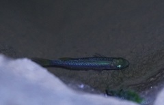 Melanotaenia splendida splendida