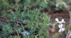 Dontostemon perennis