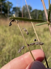 Desmodium sessilifolium