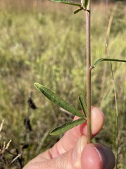 Desmodium sessilifolium