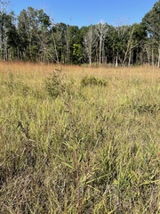 Desmodium sessilifolium