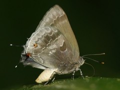 Michaelus thordesa