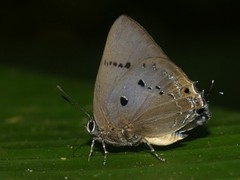 Parrhasius polibetes