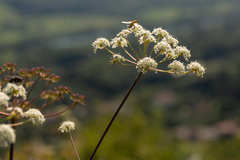 Peucedanum cervaria