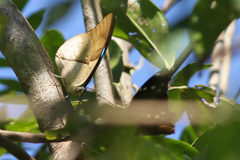 Archaeoprepona amphimachus