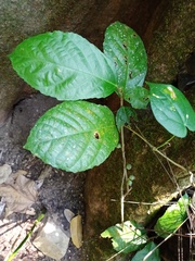 Ficus montana