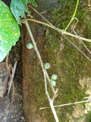 Ficus montana