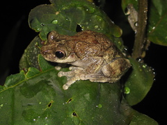 Dendropsophus seniculus