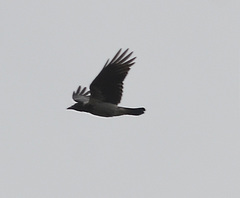 Corvus cornix