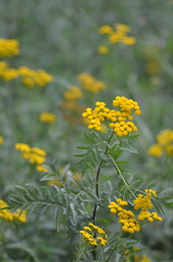 Tanacetum vulgare