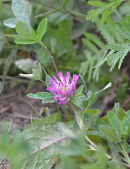 Trifolium medium