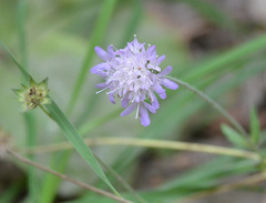 Knautia arvensis
